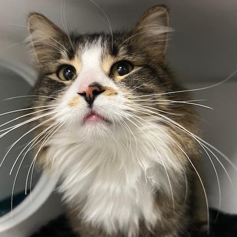 Enlarge Moxie, a Adoptable Domestic Medium Hair in Chaska, MN image 1/3