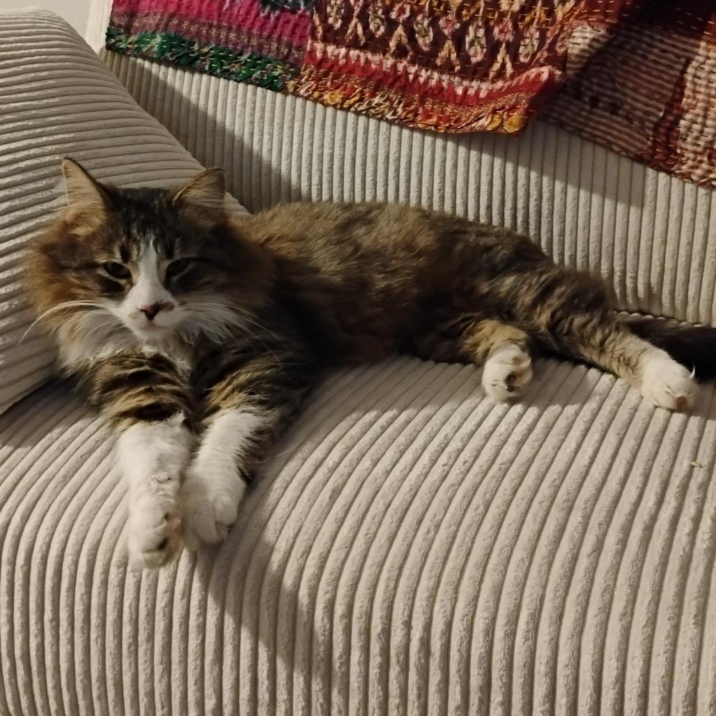 Enlarge Moxie, a Adoptable Domestic Medium Hair in Chaska, MN image 2/3