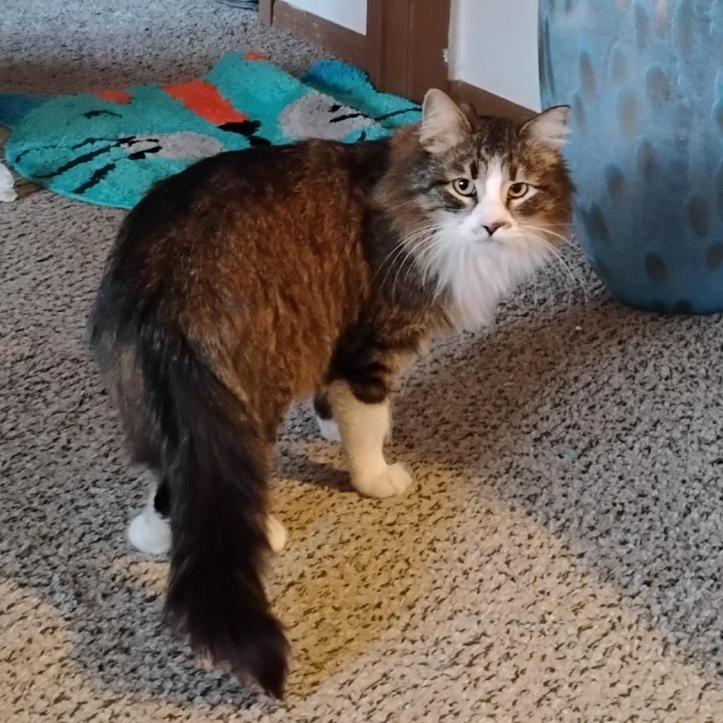 Enlarge Moxie, a Adoptable Domestic Medium Hair in Chaska, MN image 3/3