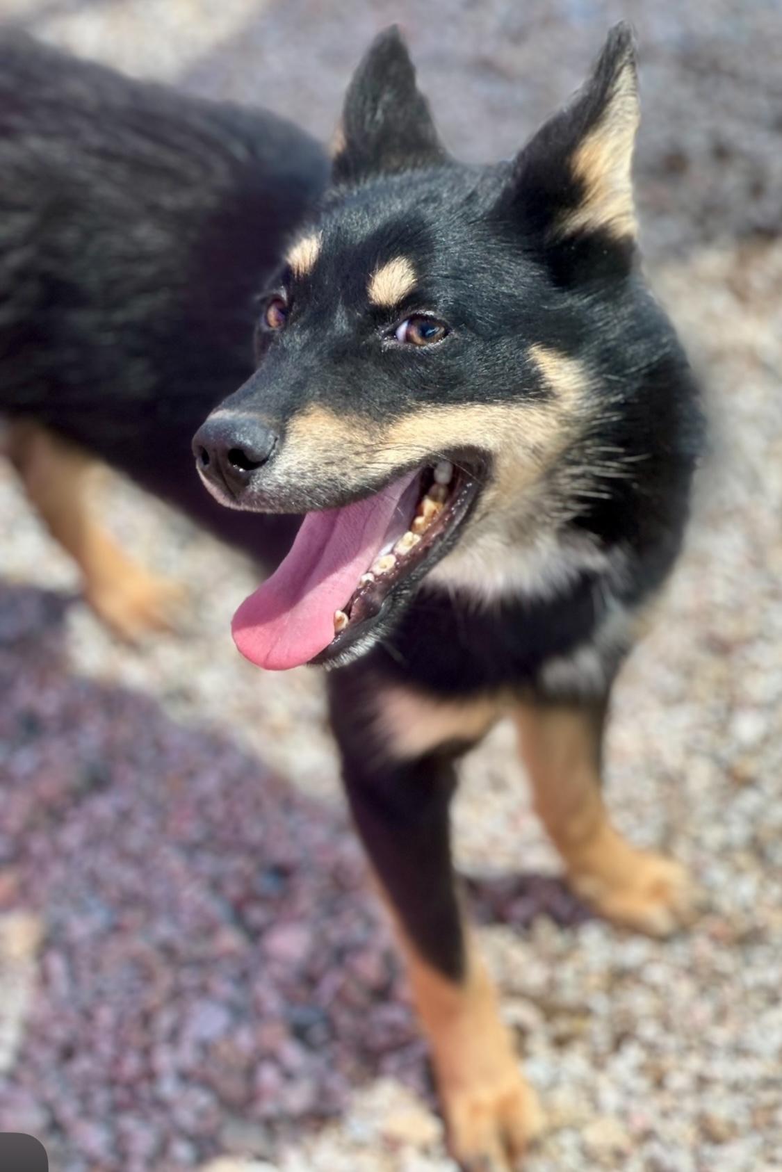 Bunny, Young Male Australian Shepherd