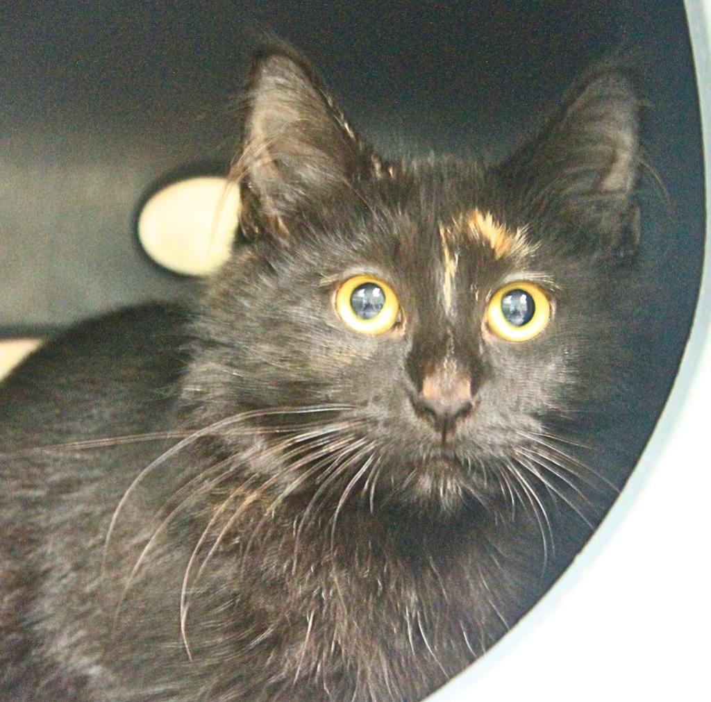 Enlarge Autumn, a Adoptable mixed breed in Utica, MI image 1/2