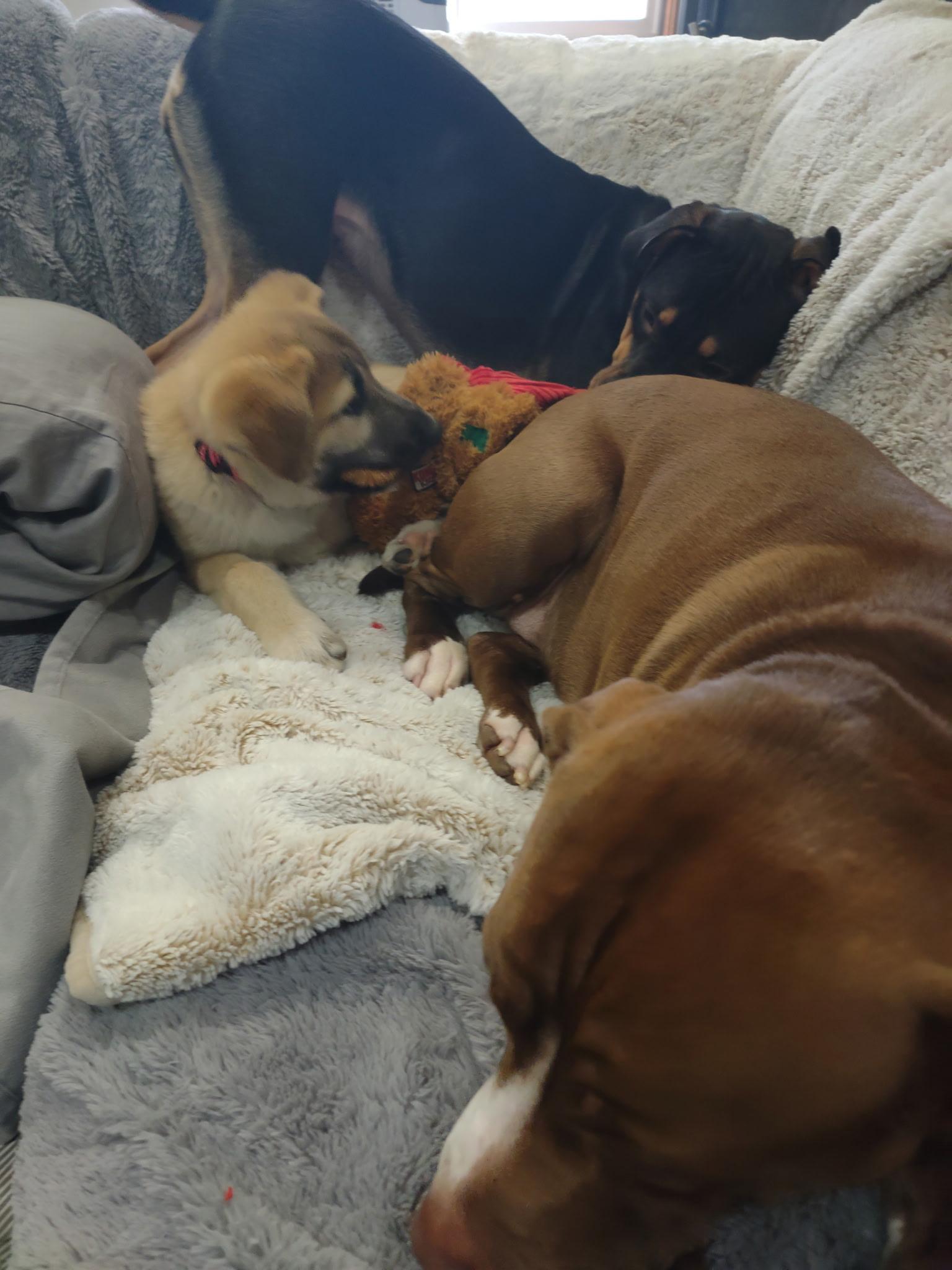 Enlarge Miss Poppy Springwiggles, a ADOPTABLE mixed breed in Lacey, WA image 5/5