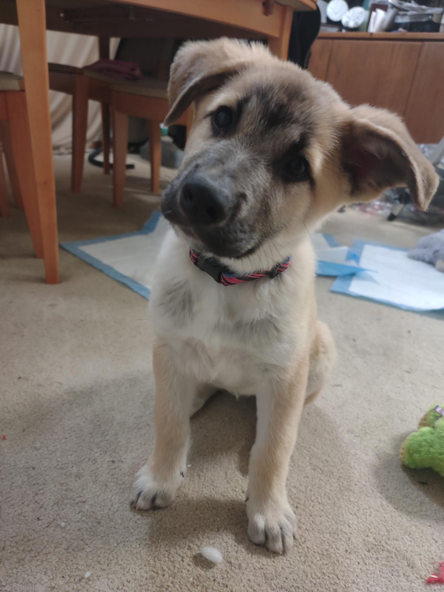 Enlarge Miss Poppy Springwiggles, a ADOPTABLE mixed breed in Lacey, WA image 3/5