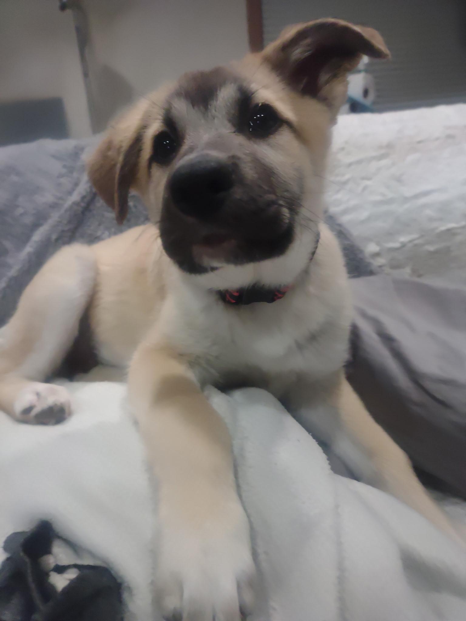 Enlarge Miss Poppy Springwiggles, a ADOPTABLE mixed breed in Lacey, WA image 4/5