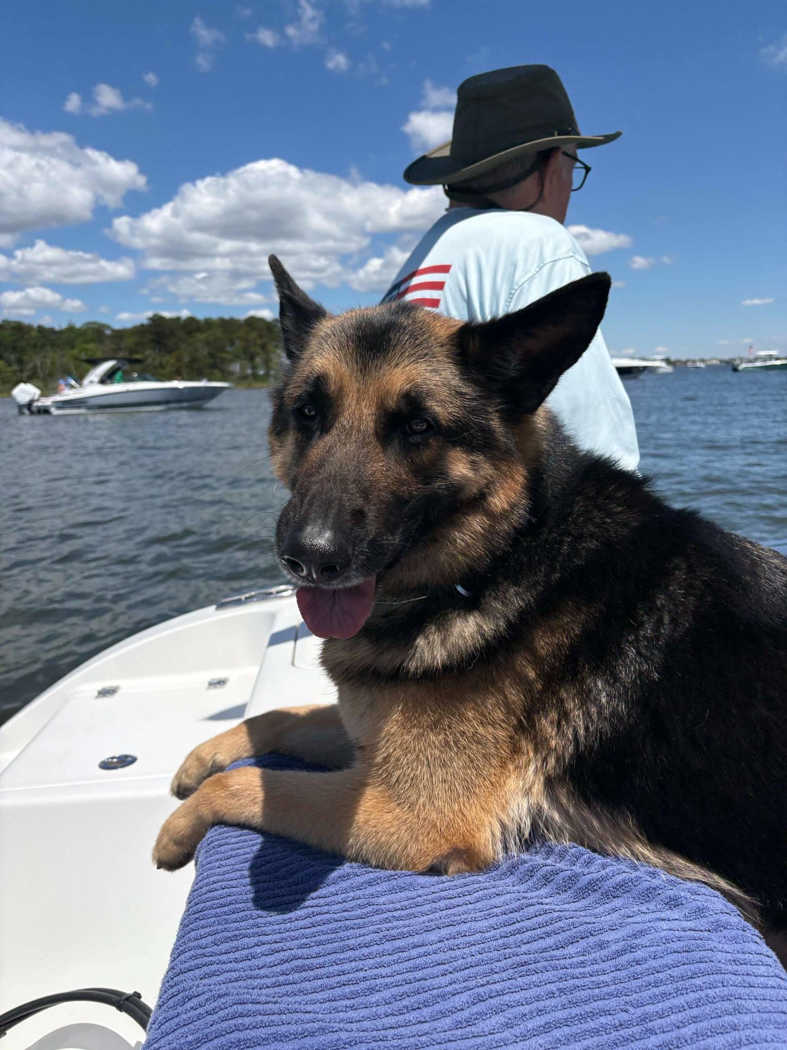 Enlarge Bruno, a Adoptable German Shepherd Dog in Bayville, NJ image 1/4