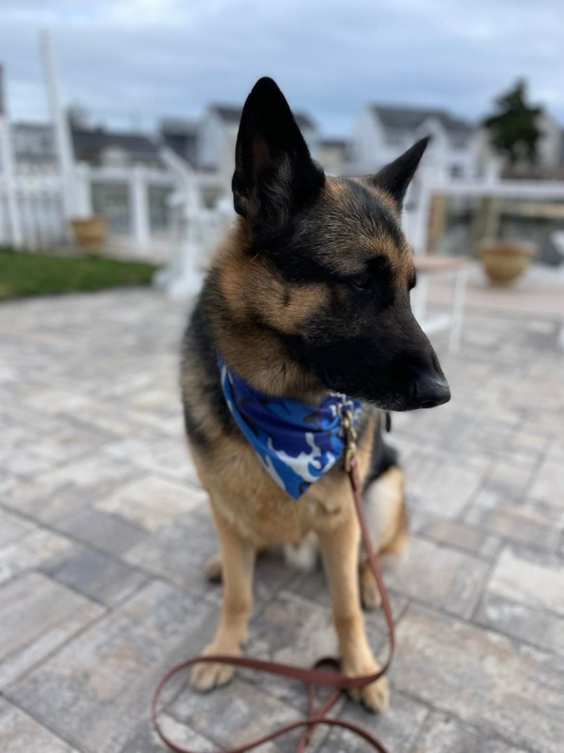 Enlarge Bruno, a Adoptable German Shepherd Dog in Bayville, NJ image 2/4