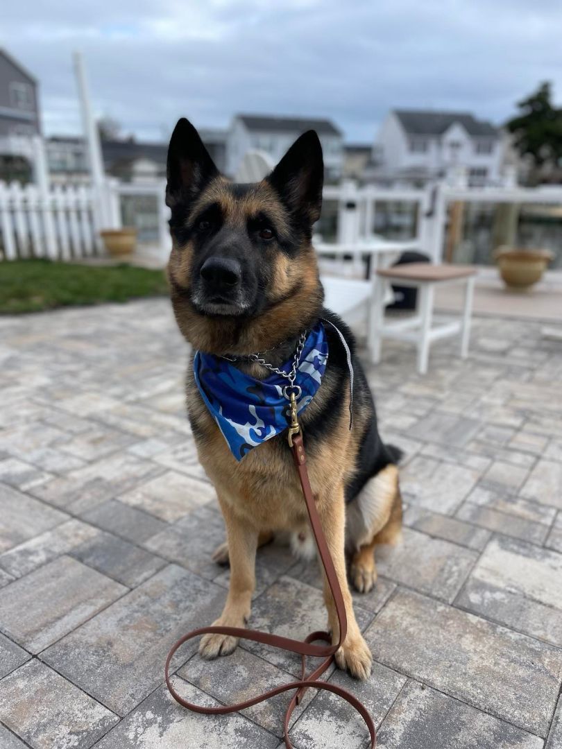 Enlarge Bruno, a Adoptable German Shepherd Dog in Bayville, NJ image 3/4