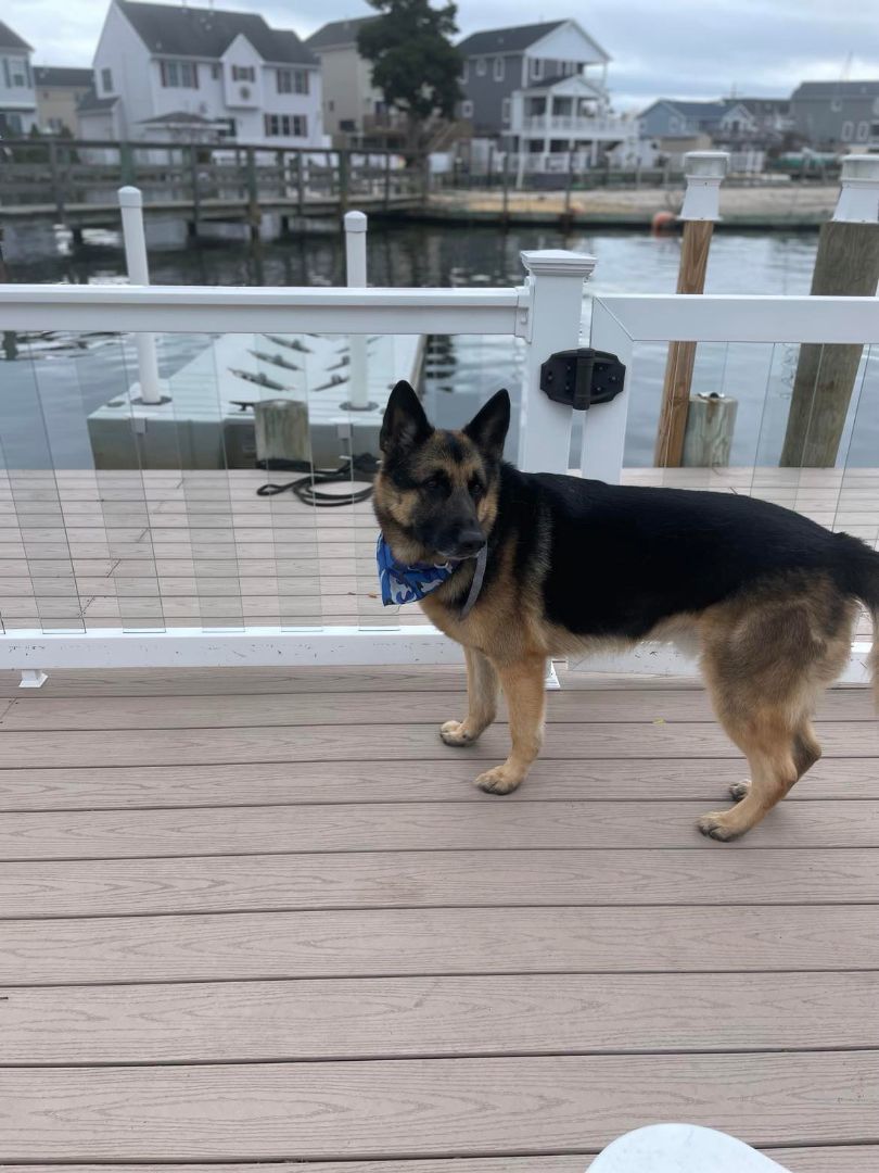 Enlarge Bruno, a Adoptable German Shepherd Dog in Bayville, NJ image 4/4