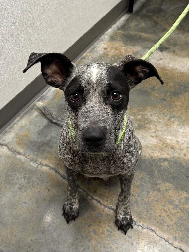 Chili, Adoptable, Young Female Cattle Dog.