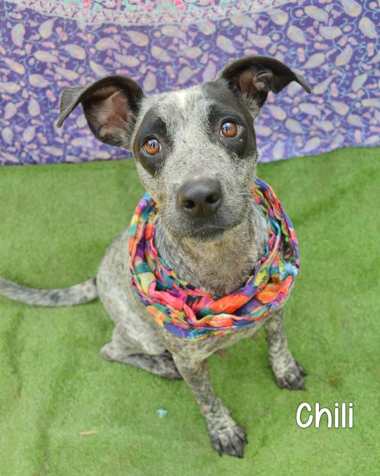 Enlarge Chili, a Adoptable Cattle Dog in Gautier, MS image 2/3