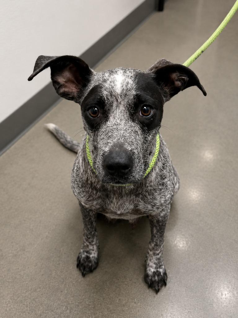 Enlarge Chili, a Adoptable Cattle Dog in Gautier, MS image 3/3