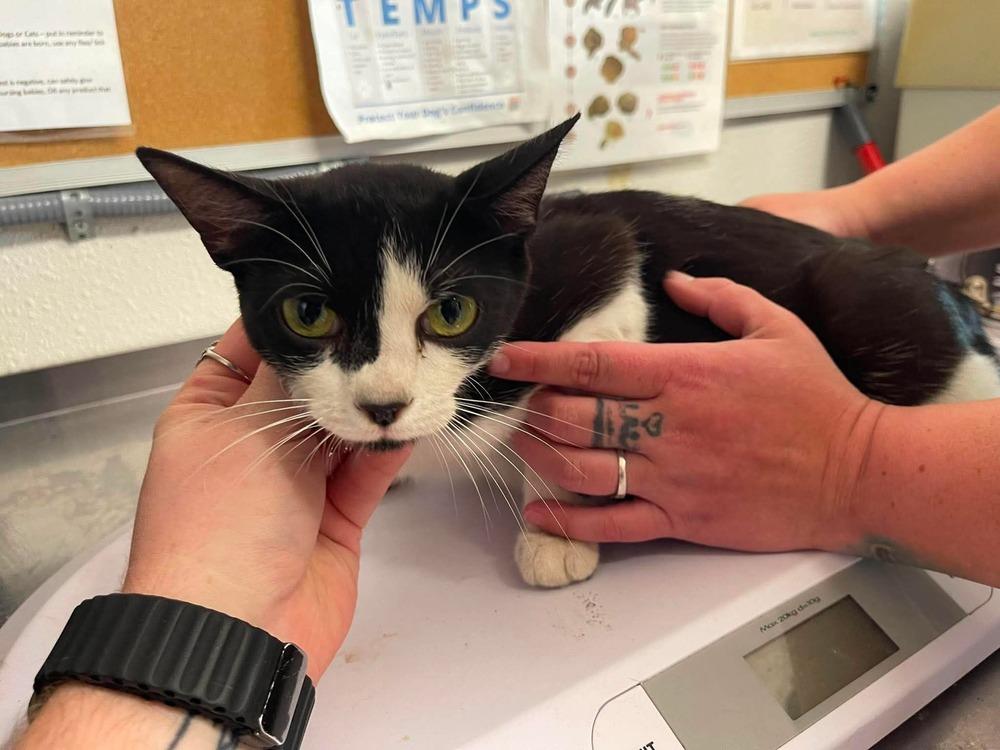 Moxie, Adoptable, Young Female Domestic Short Hair.
