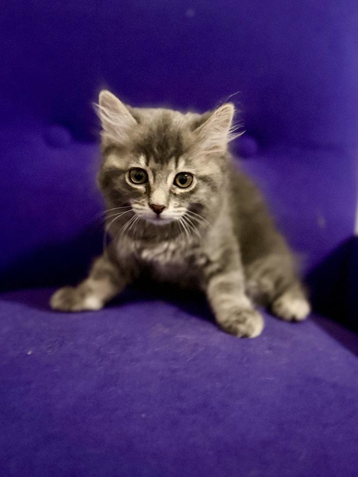 Enlarge Maple26, a Adoptable mixed breed in Nashville, TN image 2/2