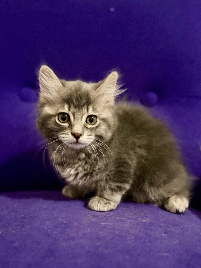 Maple26, Adoptable, Young Female Maine Coon & Domestic Medium Hair.
