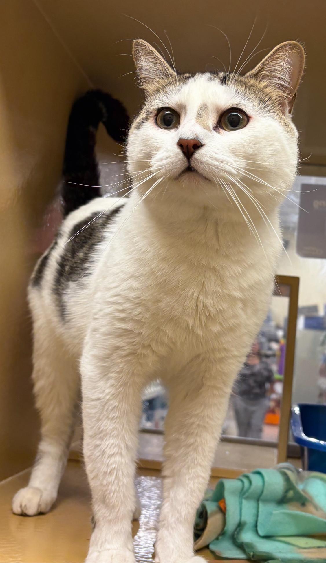 Enlarge Melo, a Adoptable Domestic Short Hair in North Haven, CT image 1/1