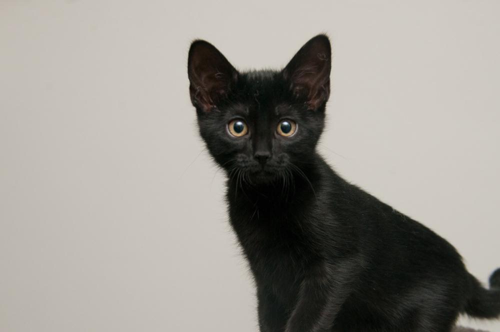 Enlarge Ladybug (gets adopted with Clover), a Adoptable Domestic Short Hair in Westminster, CO image 2/6