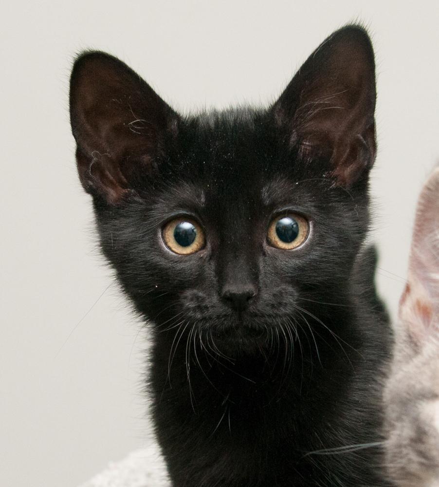 Enlarge Ladybug (gets adopted with Clover), a Adoptable Domestic Short Hair in Westminster, CO image 1/6