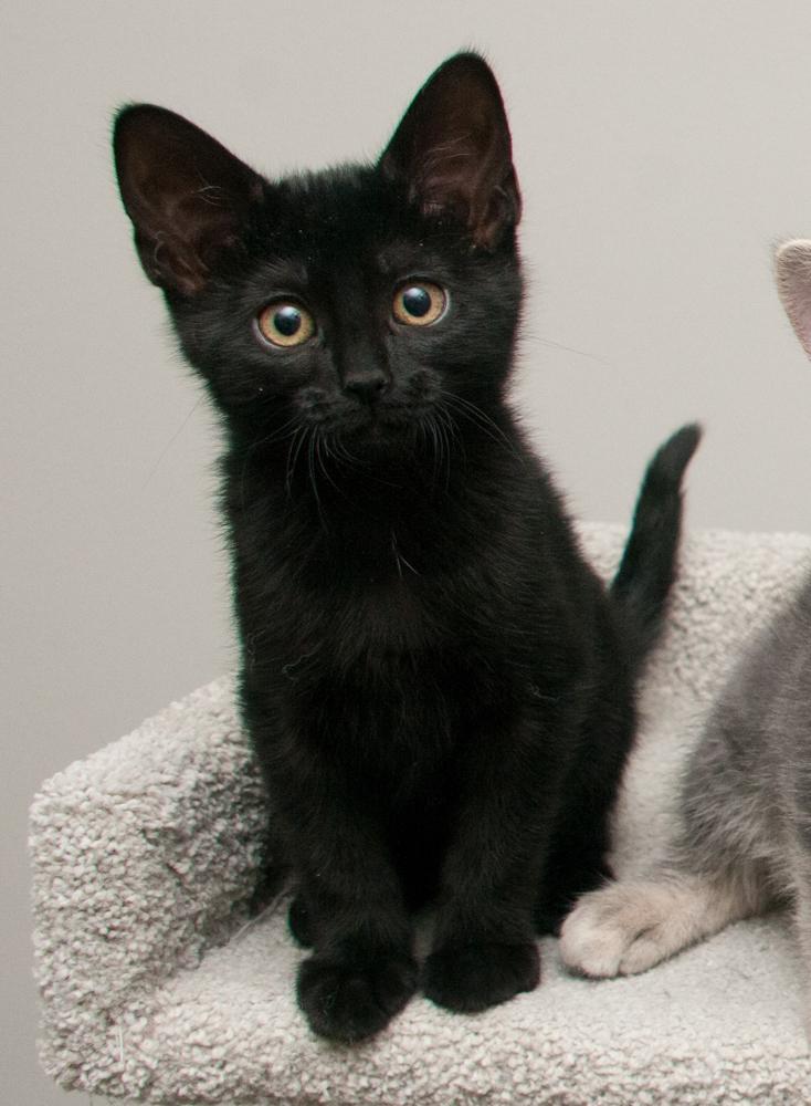 Enlarge Ladybug (gets adopted with Clover), a Adoptable Domestic Short Hair in Westminster, CO image 3/6
