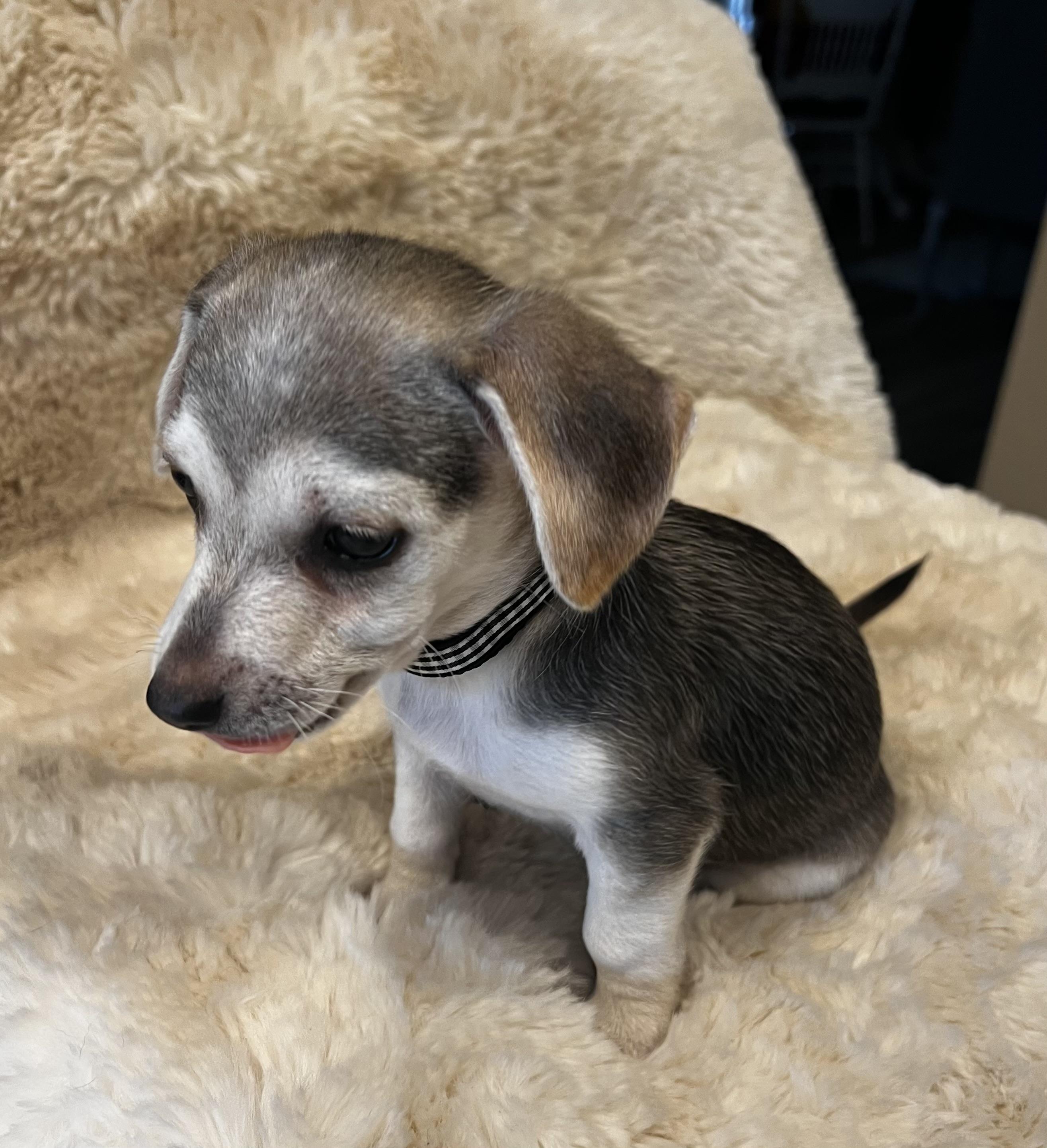 Peter Pan, an adopted mixed breed in Columbus, OH image 3/5
