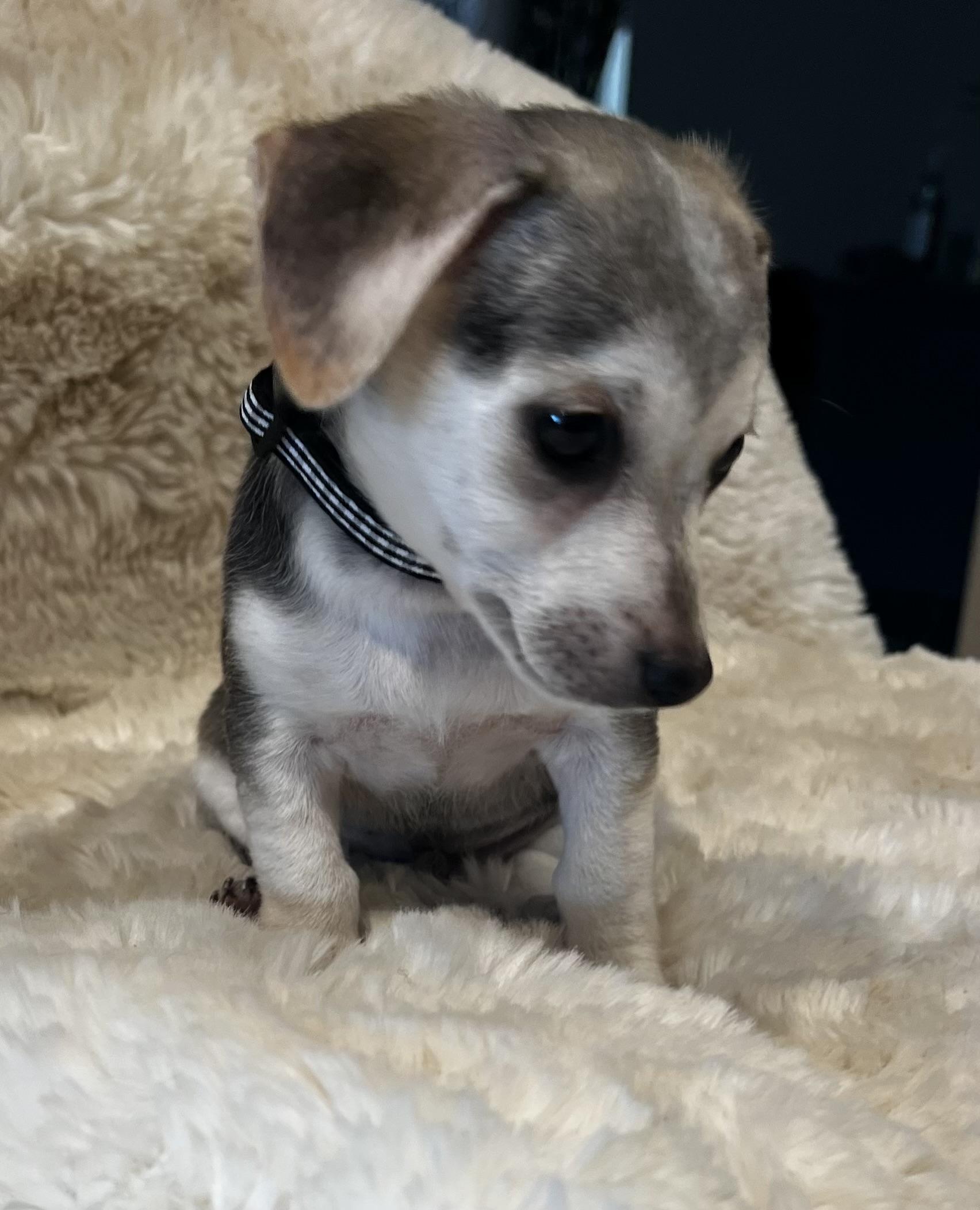 Peter Pan, an adopted mixed breed in Columbus, OH image 4/5