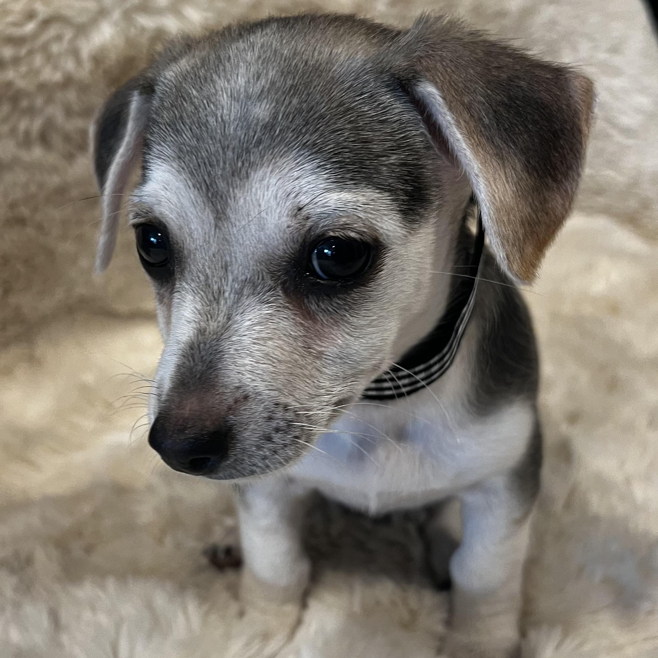 Peter Pan, an adopted mixed breed in Columbus, OH image 1/5