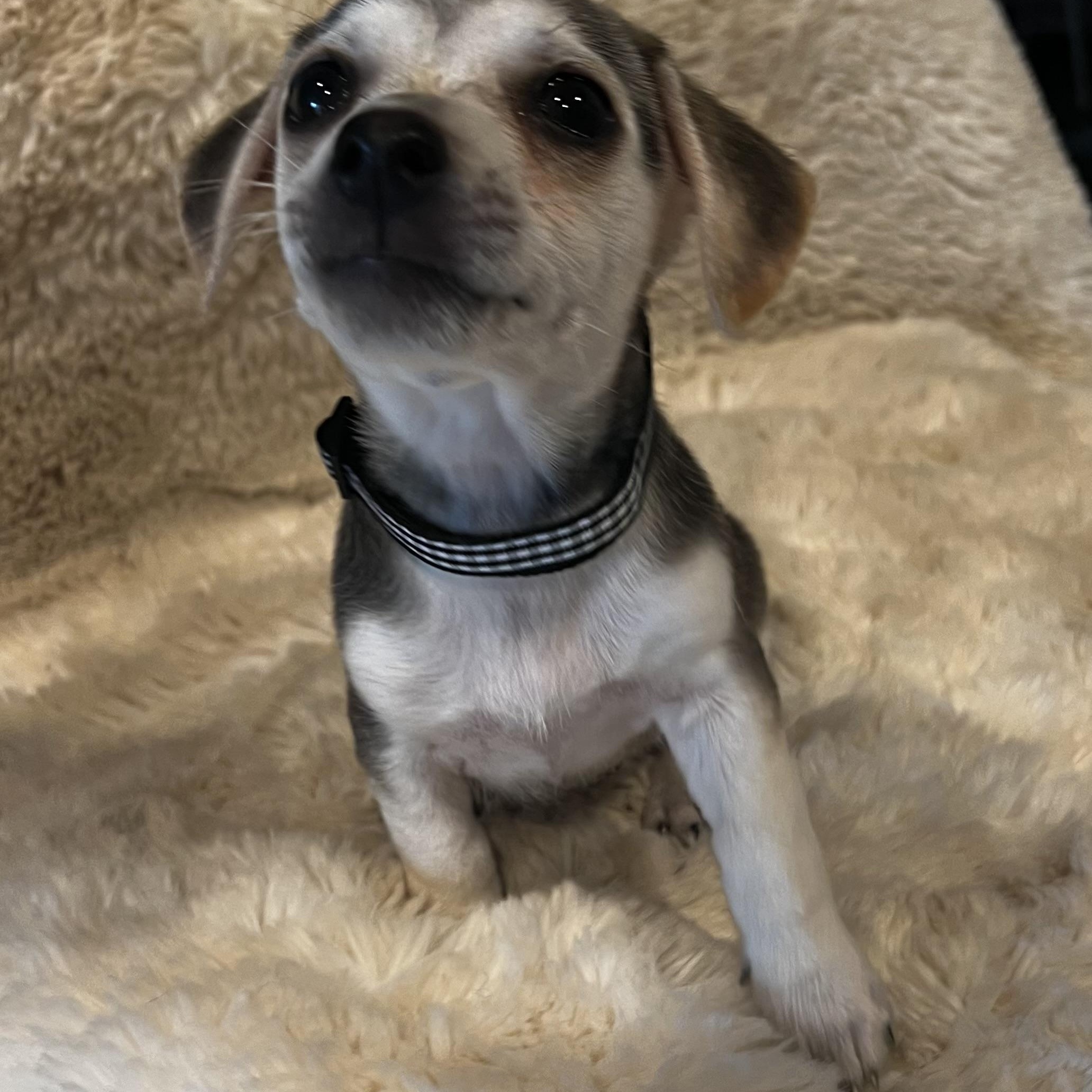 Peter Pan, an adopted mixed breed in Columbus, OH image 2/5