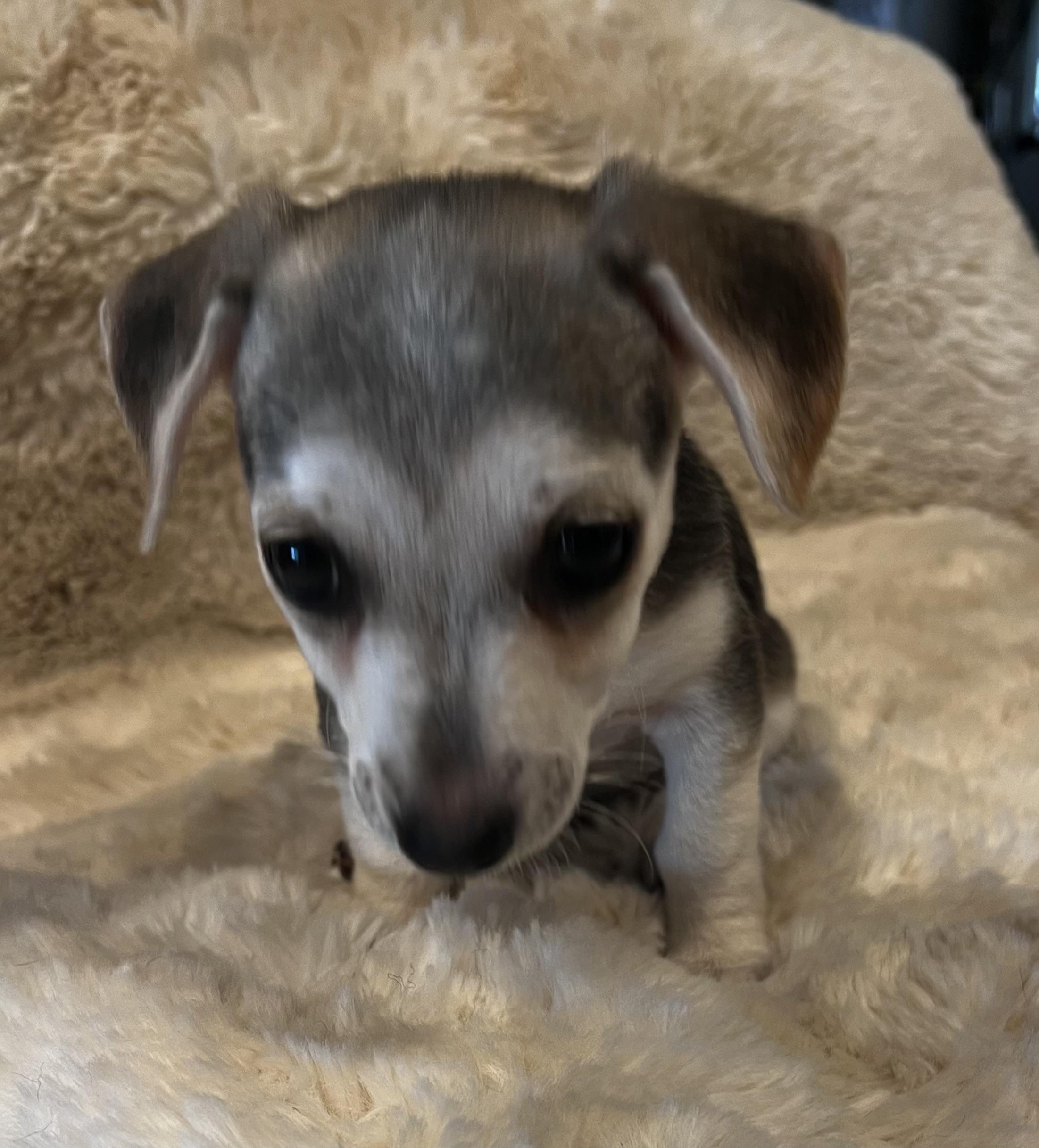 Peter Pan, an adopted mixed breed in Columbus, OH image 5/5