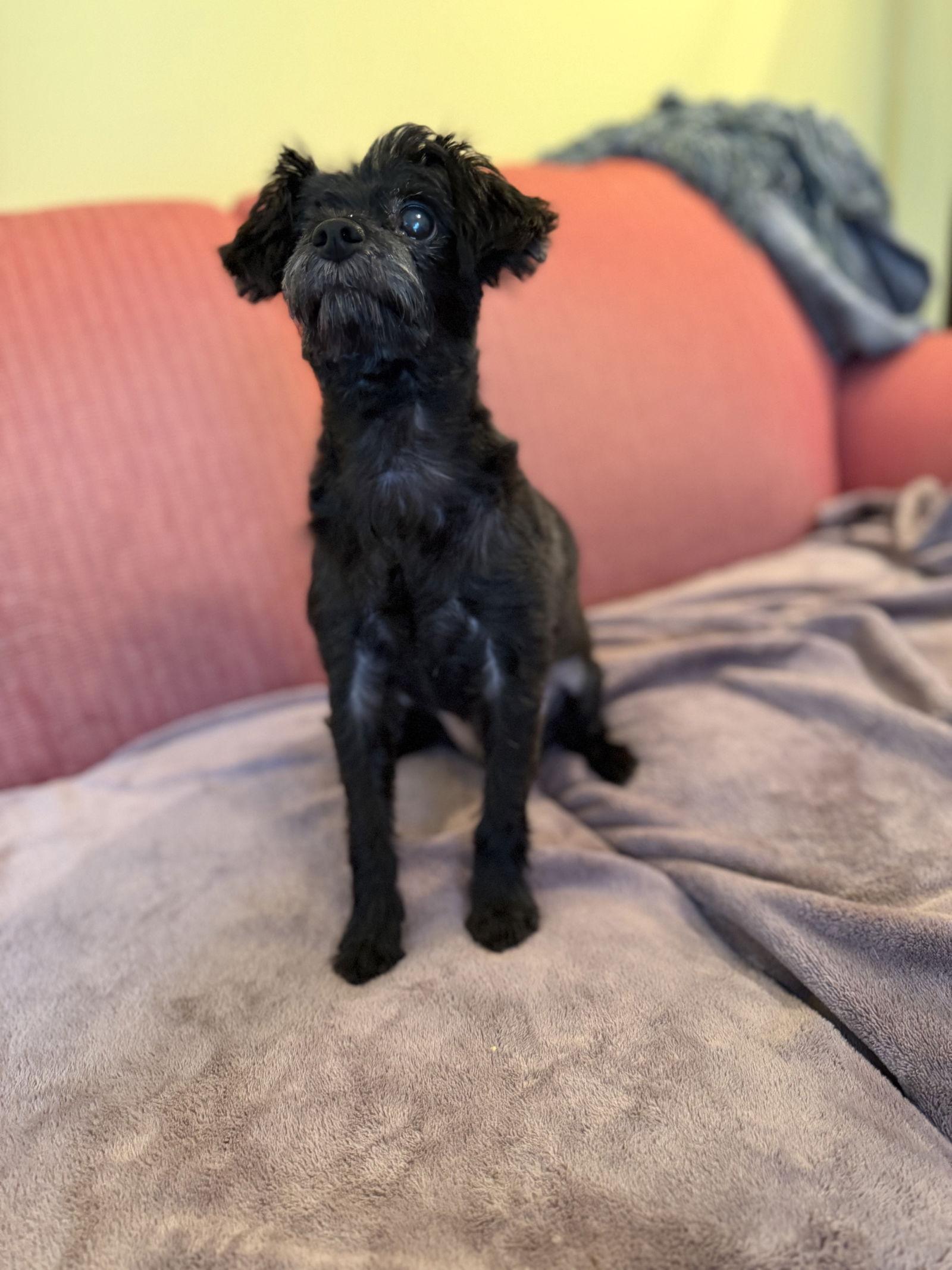 Enlarge Mike Jul 25 - In Foster in Raleigh, NC, a Adoptable Maltese in Pacolet, SC image 1/3