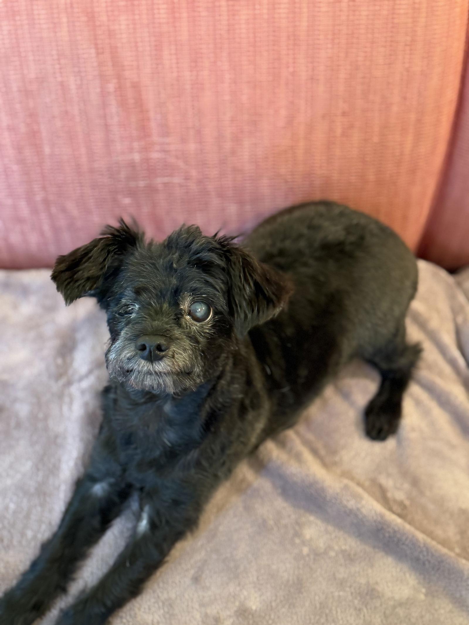 Mike Jul 25 - In Foster in Raleigh, NC, Adoptable, Adult Male Maltese.