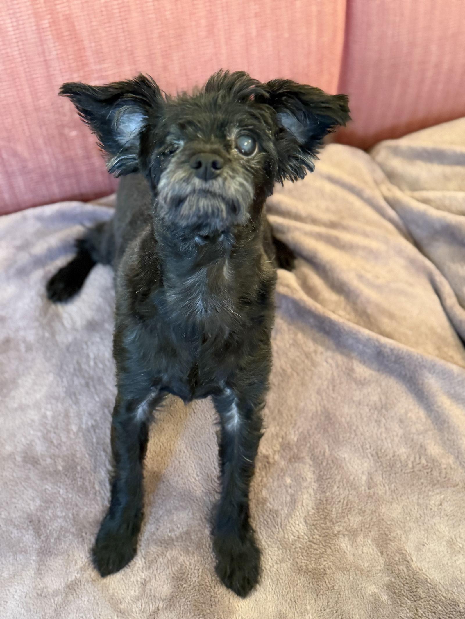 Enlarge Mike Jul 25 - In Foster in Raleigh, NC, a Adoptable Maltese in Pacolet, SC image 2/3