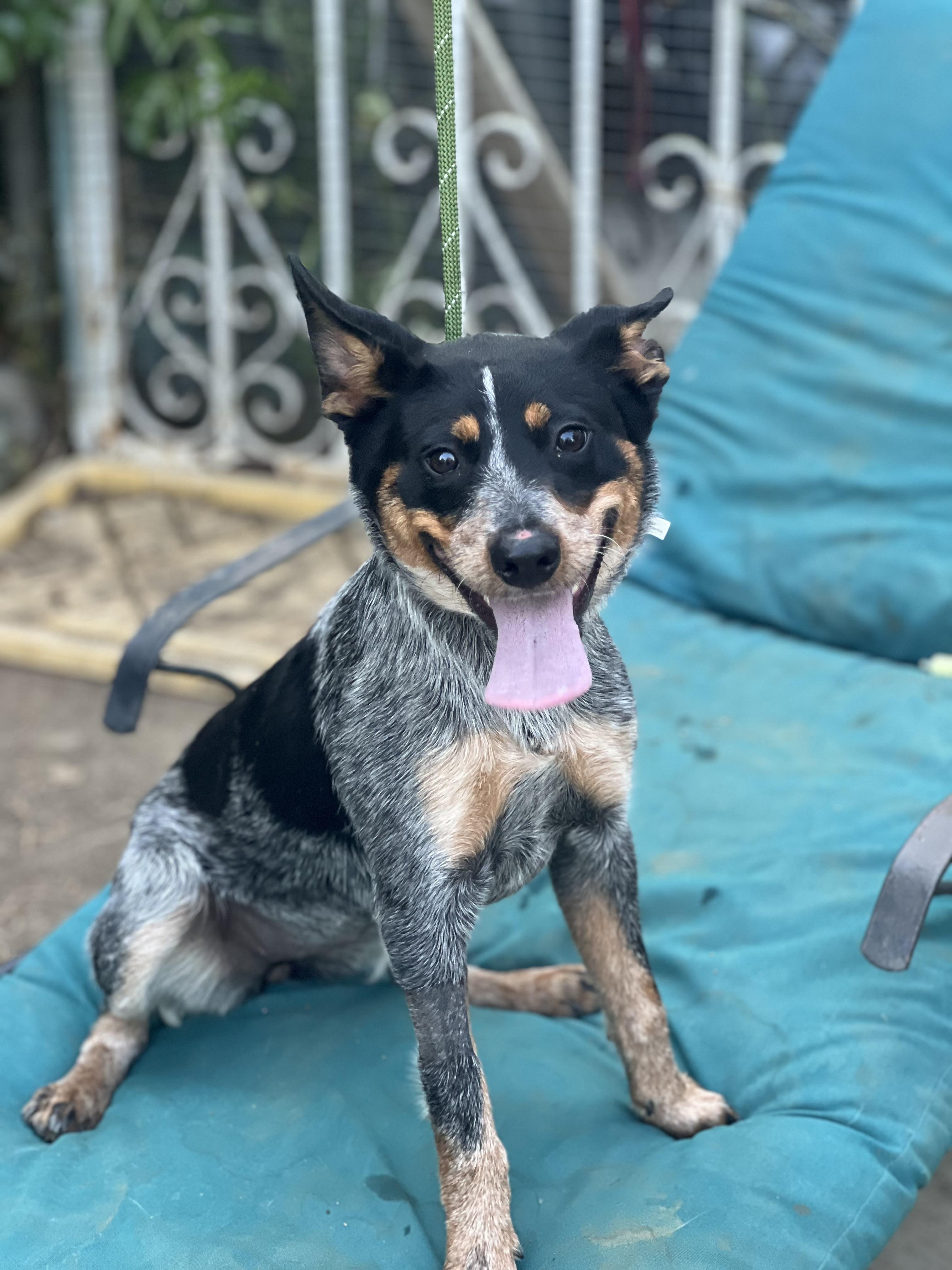 Lydia~ sweet and petite Heeler, a Adopted Australian Cattle Dog / Blue Heeler in Encino, CA image 1/2