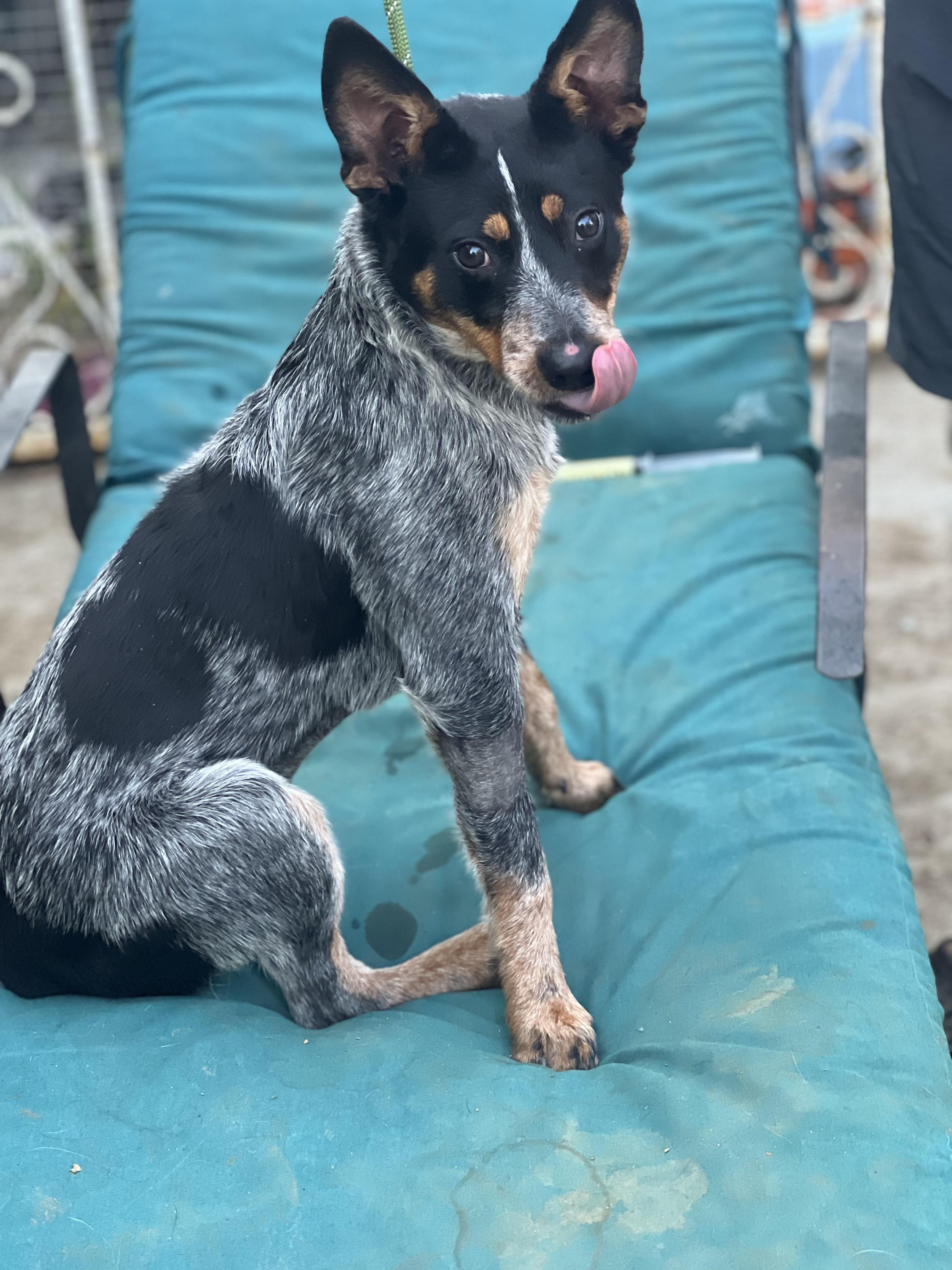 Lydia~ sweet and petite Heeler, a Adopted Australian Cattle Dog / Blue Heeler in Encino, CA image 2/2