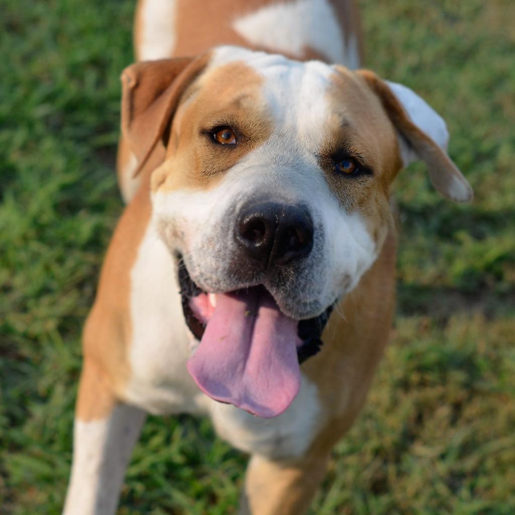 Ben, Adoptable, Adult Male Mixed Breed.