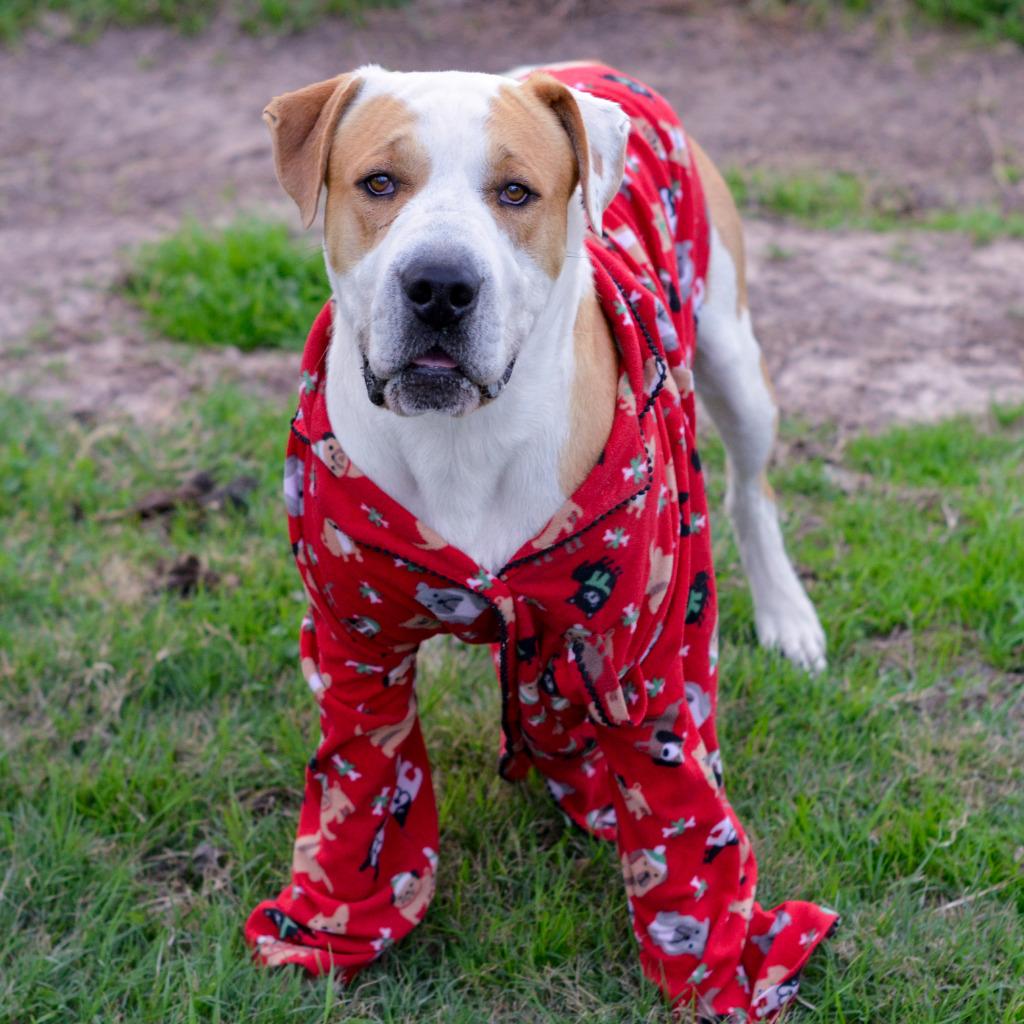 Enlarge Ben, a Adoptable mixed breed in Quinlan, TX image 3/3