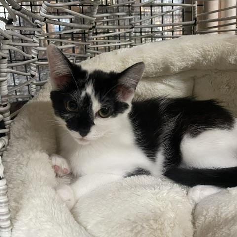 Enlarge Belle (3.5 months), an adopted Domestic Short Hair in Gig Harbor, WA image 4/5