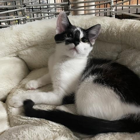 Enlarge Belle (3.5 months), an adopted Domestic Short Hair in Gig Harbor, WA image 5/5