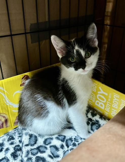 Enlarge Belle (3.5 months), an adopted Domestic Short Hair in Gig Harbor, WA image 1/5