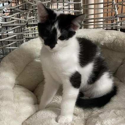 Enlarge Belle (3.5 months), an adopted Domestic Short Hair in Gig Harbor, WA image 3/5