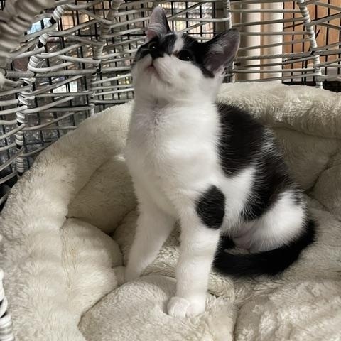 Enlarge Belle (3.5 months), an adopted Domestic Short Hair in Gig Harbor, WA image 2/5