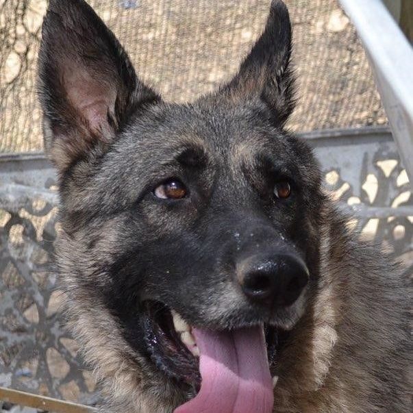 Ava, a Adoptable German Shepherd Dog in Round Rock, TX image 1/8