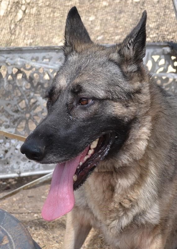Ava, a Adoptable German Shepherd Dog in Round Rock, TX image 2/8