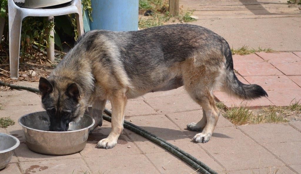 Ava, a Adoptable German Shepherd Dog in Round Rock, TX image 3/8