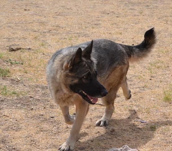 Ava, a Adoptable German Shepherd Dog in Round Rock, TX image 4/8