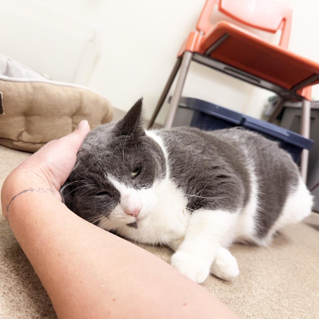 Brutus, Adoptable, Adult Male Domestic Short Hair.