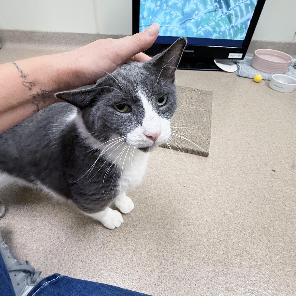 Enlarge Brutus, a Adoptable Domestic Short Hair in Oshkosh, WI image 2/6
