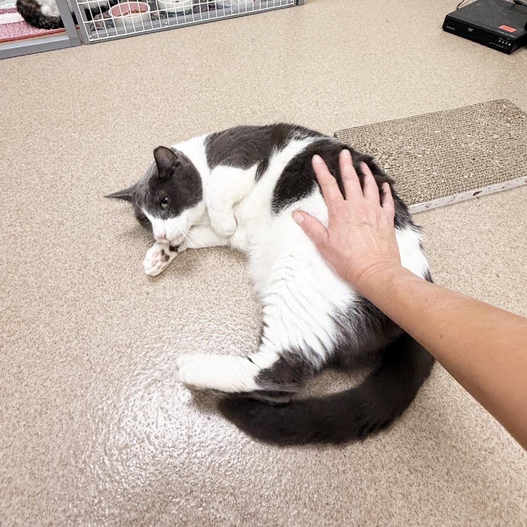 Enlarge Brutus, a Adoptable Domestic Short Hair in Oshkosh, WI image 3/6