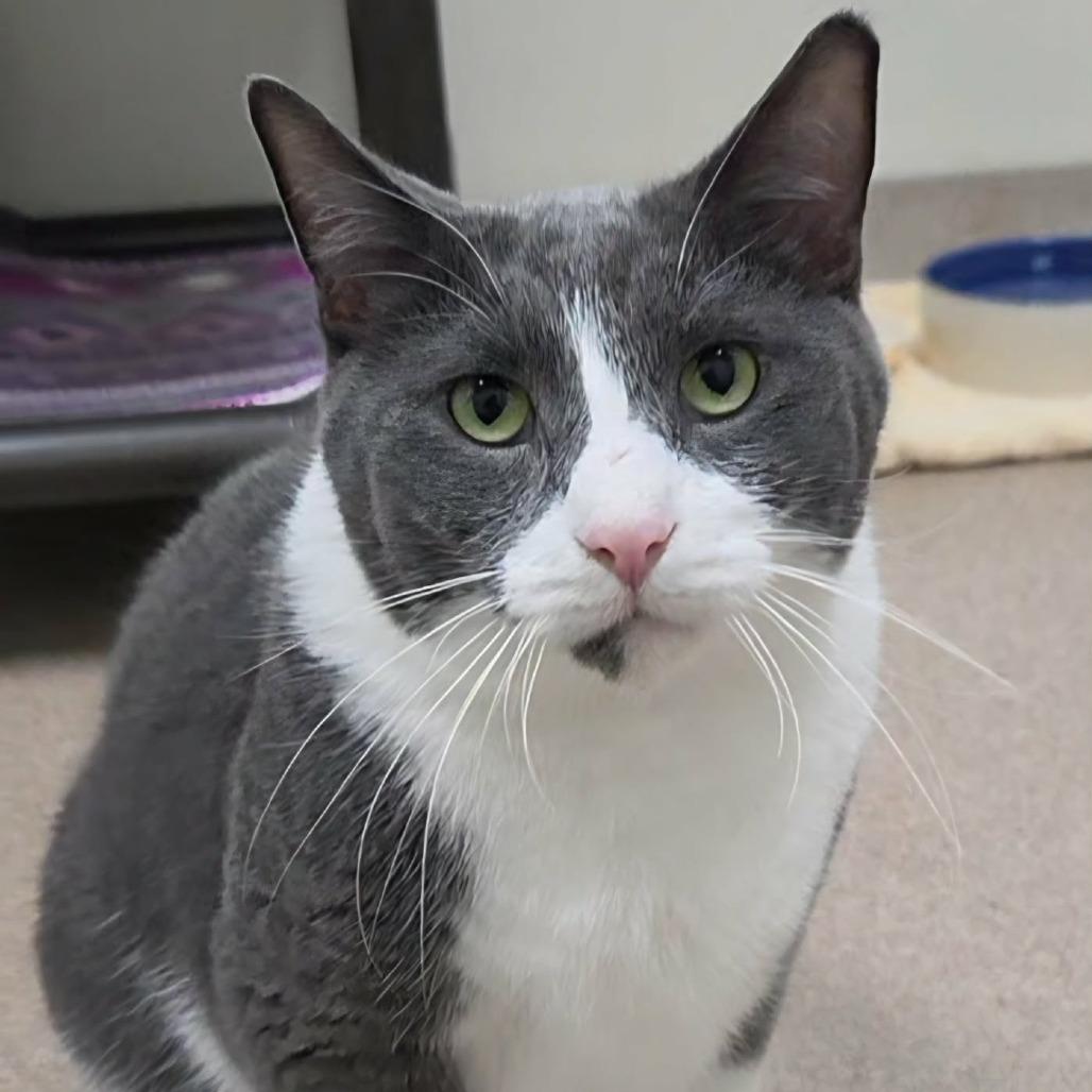 Enlarge Brutus, a Adoptable Domestic Short Hair in Oshkosh, WI image 4/6