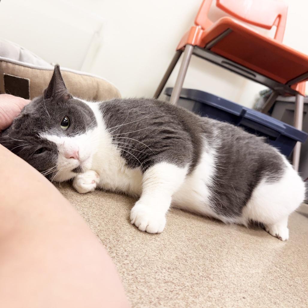 Enlarge Brutus, a Adoptable Domestic Short Hair in Oshkosh, WI image 5/6