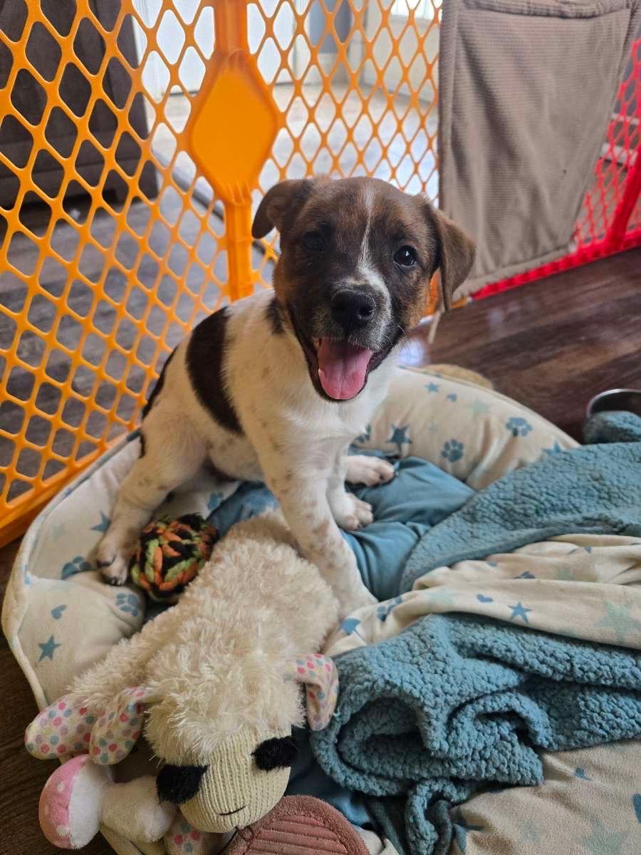 Callie, Adopted, Puppy Female Pit Bull Terrier & Australian Cattle Dog / Blue Heeler.