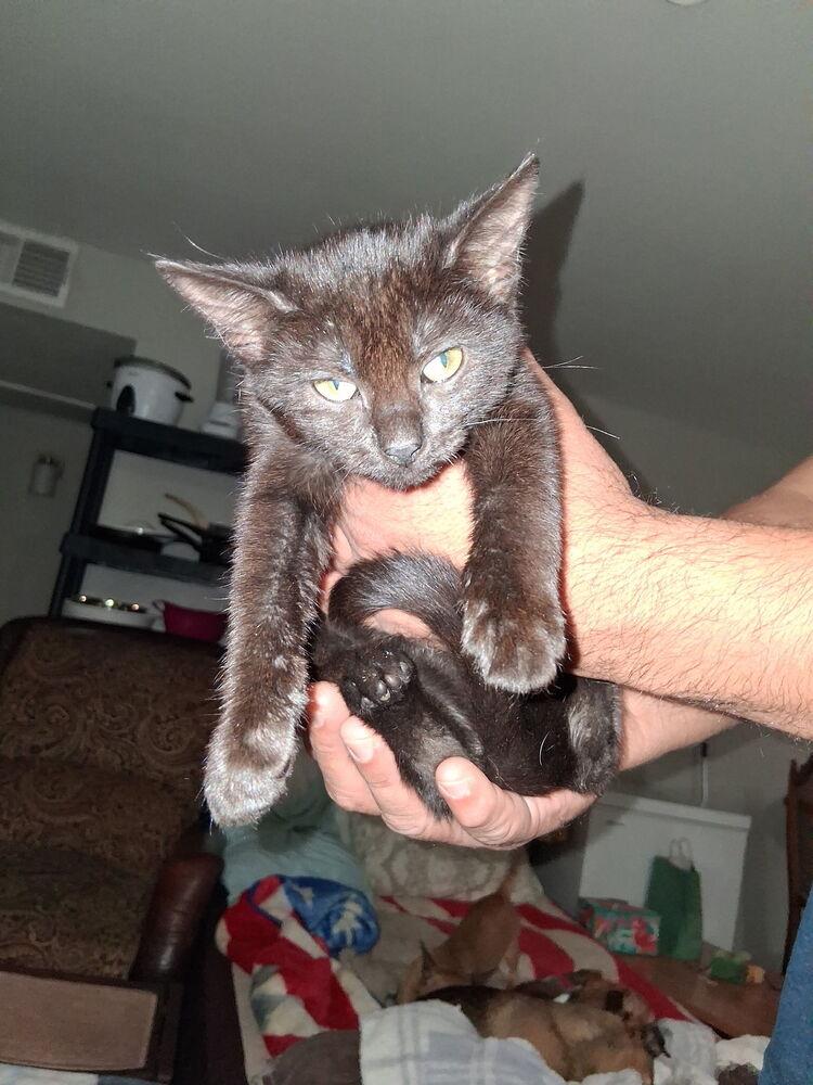 McIntosh — thumbnail 2